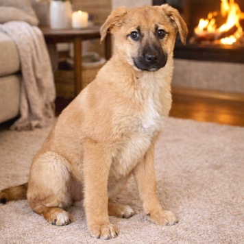 Собаки в добрые руки - Лика - 2