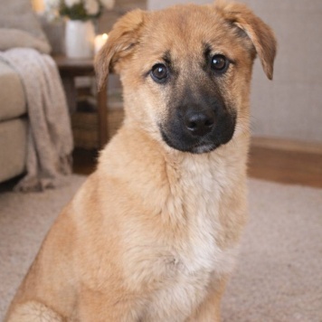 Собаки в добрые руки - Лика - 3