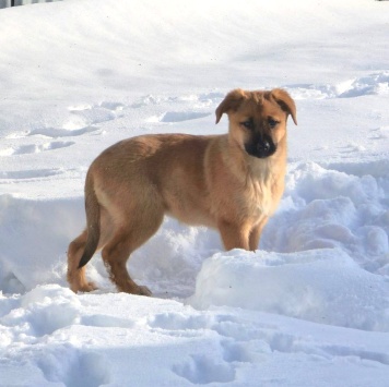 Собаки в добрые руки - Лика - 4