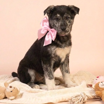 Собаки в добрые руки - Рада - 1