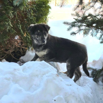 Собаки в добрые руки - Рада - 2