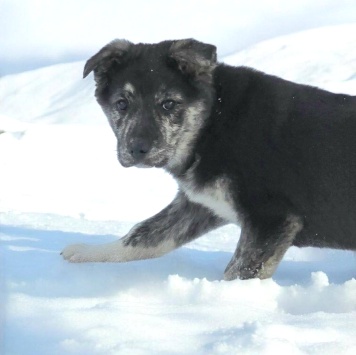 Собаки в добрые руки - Рада - 3