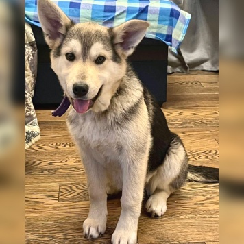 Собаки в добрые руки - Астра - 1