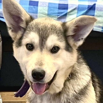 Астра - Собаки в добрые руки