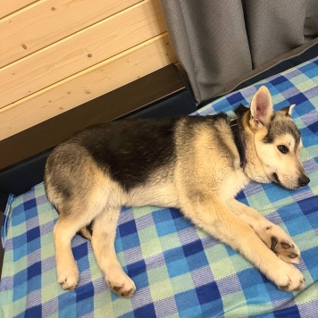 Собаки в добрые руки - Астра - 2