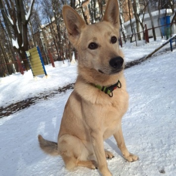 Собаки в добрые руки - Мила - 2