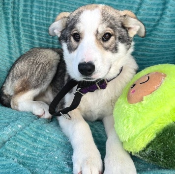 Тайра - Собаки в добрые руки