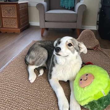 Собаки в добрые руки - Тайра - 1