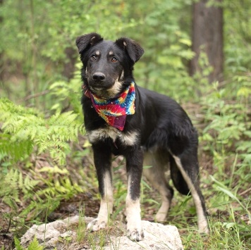 Собаки в добрые руки - Джем