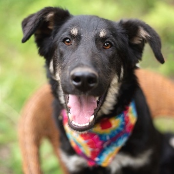 Собаки в добрые руки - Джем - 1