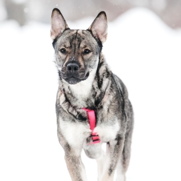 Собаки в добрые руки - Тая - 1