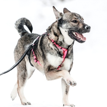 Собаки в добрые руки - Тая - 2