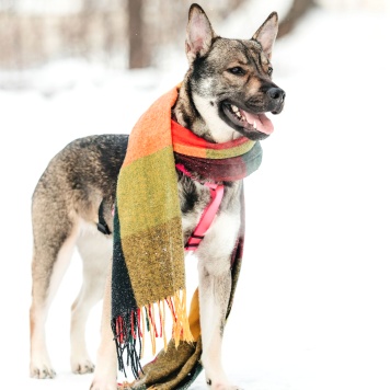 Собаки в добрые руки - Тая - 4