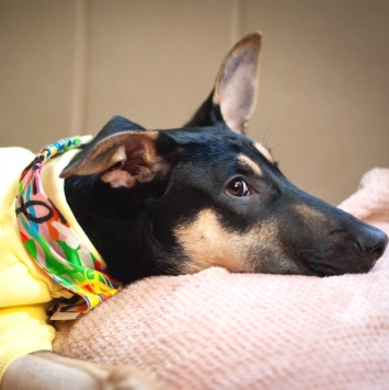 Собаки в добрые руки - Мира - 1