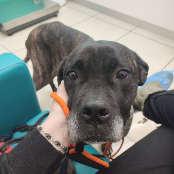 Собаки в добрые руки - Черри