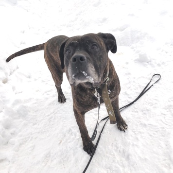 Собаки в добрые руки - Черри - 1