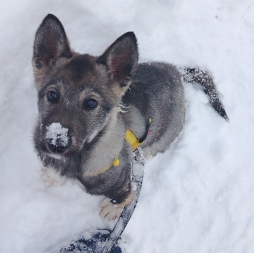 Собаки в добрые руки - Вегас