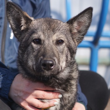 Вегас - Собаки в добрые руки