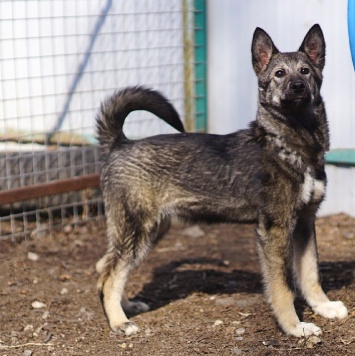 Собаки в добрые руки - Вегас - 1