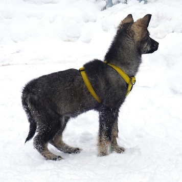 Собаки в добрые руки - Вегас - 2