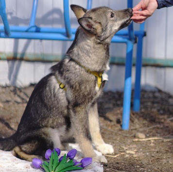 Собаки в добрые руки - Вегас - 2