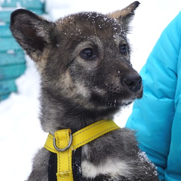 Собаки в добрые руки - Вегас - 3