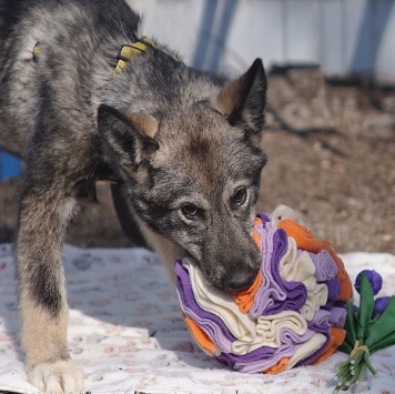 Собаки в добрые руки - Вегас - 4