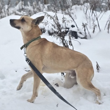 Собаки в добрые руки - Пай