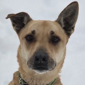 Собаки в добрые руки - Пай - 1