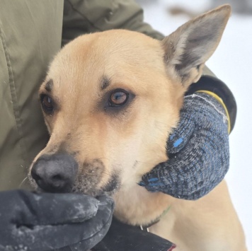 Собаки в добрые руки - Пай - 2