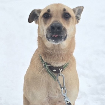 Собаки в добрые руки - Пай - 3