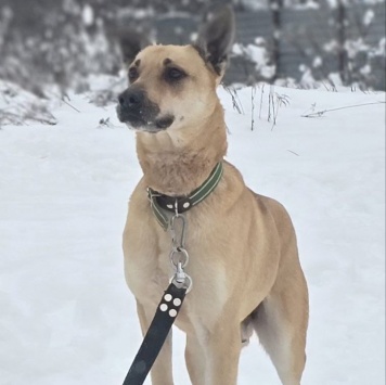 Собаки в добрые руки - Пай - 4