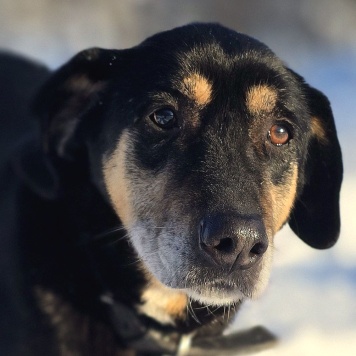 Собаки в добрые руки - Габи
