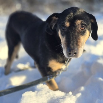 Собаки в добрые руки - Габи - 1