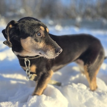 Собаки в добрые руки - Габи - 2