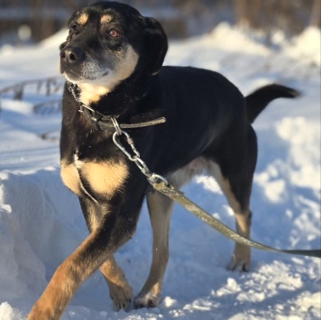 Собаки в добрые руки - Габи - 4