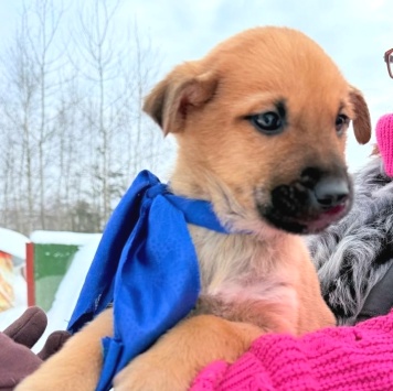 Собаки в добрые руки - Фоксик