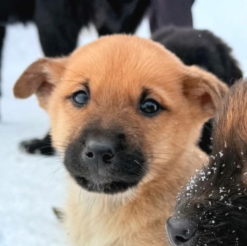 Собаки в добрые руки - Фоксик - 1