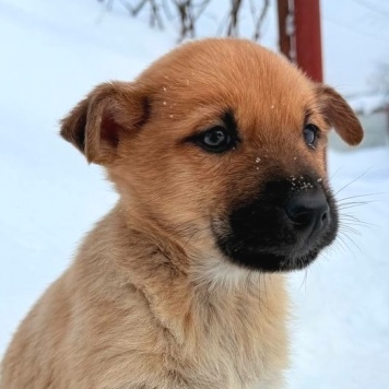 Собаки в добрые руки - Фоксик - 2