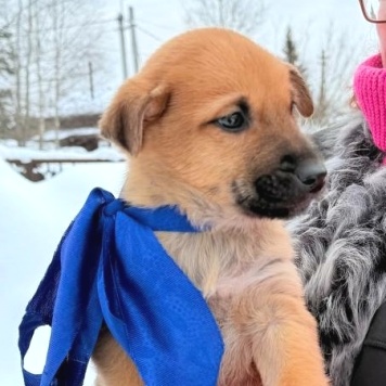 Собаки в добрые руки - Фоксик - 3