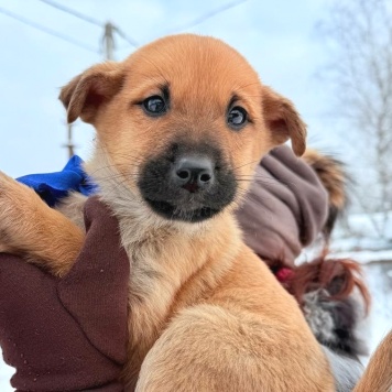 Собаки в добрые руки - Фоксик - 4