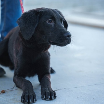 Собаки в добрые руки - щенки - 2