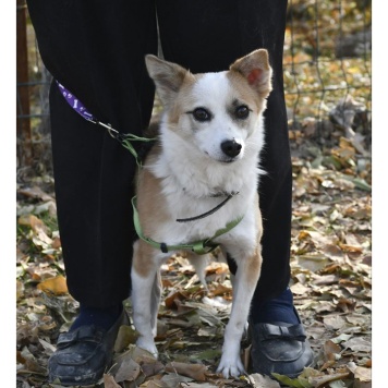 Собаки в добрые руки - Манки - 1