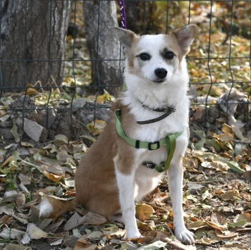 Собаки в добрые руки - Манки - 4