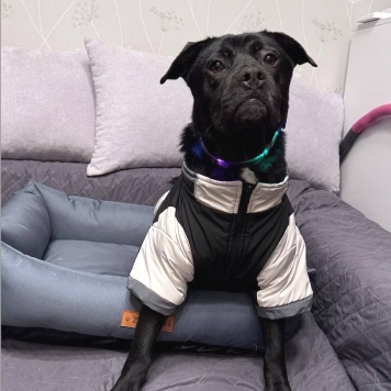 Собаки в добрые руки - Рони - 2