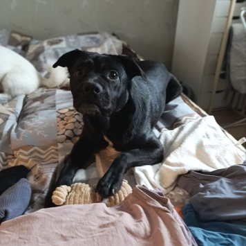 Собаки в добрые руки - Рони - 3