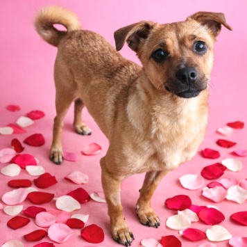 Собаки в добрые руки - Нюша