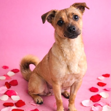 Собаки в добрые руки - Нюша - 1