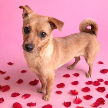 Собаки в добрые руки - Нюша - 2