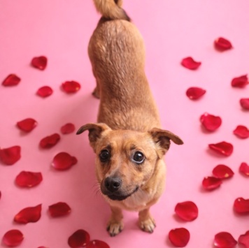 Собаки в добрые руки - Нюша - 3